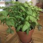 200 Green Shiso Seeds Perilla/Beefsteak