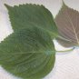 200 Green Shiso Seeds Perilla/Beefsteak