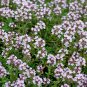 500 WINTER THYME Herb Seeds - Non GMO - high vitamin C