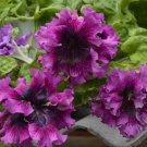 'Superbissima Nana Wine Red' Petunia 200 Seeds
