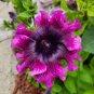 'Superbissima Nana Wine Red' Petunia 200 Seeds