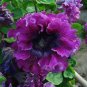 'Superbissima Nana Wine Red' Petunia 200 Seeds
