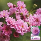 Hezhichun Cosmos bipinnatus 'Cupcakes' Seeds 1 Bag (1 Gram / Bag)