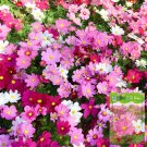 Hezhichun Mixed Color Cosmos 1000 Seeds