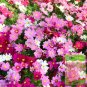 Hezhichun Mixed Color Cosmos 1000 Seeds