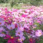 Hezhichun Mixed Color Cosmos 1000 Seeds