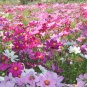 Hezhichun Mixed Color Cosmos 1000 Seeds