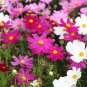 Hezhichun Mixed Color Cosmos 1000 Seeds