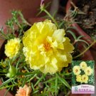 Hezhichun Yellow Moss-Rose Purslane Seeds – Double Blooms 1 Gram / Bag