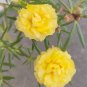 Hezhichun Yellow Moss-Rose Purslane Seeds – Double Blooms 1 Gram / Bag
