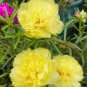 Hezhichun Yellow Moss-Rose Purslane Seeds – Double Blooms 1 Gram / Bag