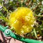 Hezhichun Yellow Moss-Rose Purslane Seeds – Double Blooms 1 Gram / Bag