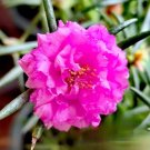 Hezhichun Rose-red Portulaca Seeds | Drought Tolerant 1 Gram / Bag