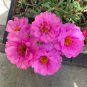 Hezhichun Rose-red Portulaca Seeds | Drought Tolerant 1 Gram / Bag