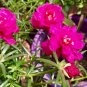Hezhichun Rose-red Portulaca Seeds | Drought Tolerant 1 Gram / Bag