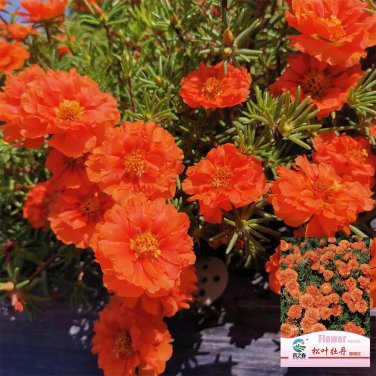Hezhichun Coral Red Moss-Rose Purslane Seeds 1 Gram / Bag