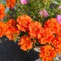 Hezhichun Coral Red Moss-Rose Purslane Seeds 1 Gram / Bag