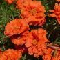 Hezhichun Coral Red Moss-Rose Purslane Seeds 1 Gram / Bag