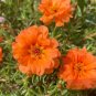 Hezhichun Coral Red Moss-Rose Purslane Seeds 1 Gram / Bag