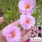 Hezhichun Pink Double Moss Rose Seeds – Drought 1 Gram / Bag
