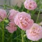 Hezhichun Pink Double Moss Rose Seeds &acirc;�� Drought 1 Gram / Bag