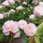 Hezhichun Pink Double Moss Rose Seeds &acirc;�� Drought 1 Gram / Bag