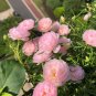 Hezhichun Pink Double Moss Rose Seeds &acirc;�� Drought 1 Gram / Bag