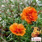 Hezhichun Orange Moss-Rose Purslane Seeds – Portulaca grandiflora – Drought 1 Gram / Bag