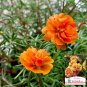 Hezhichun Orange Moss-Rose Purslane Seeds – Portulaca grandiflora – Drought 1 Gram / Bag