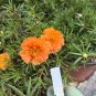Hezhichun Orange Moss-Rose Purslane Seeds &acirc;�� Portulaca grandiflora &acirc;�� Drought 1 Gram / Bag