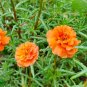 Hezhichun Orange Moss-Rose Purslane Seeds &acirc;�� Portulaca grandiflora &acirc;�� Drought 1 Gram / Bag
