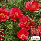 Hezhichun Red Moss-Rose Purslane Seeds | Portulaca grandiflora – Drought 1 Gram / Bag