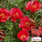 Hezhichun Red Moss-Rose Purslane Seeds | Portulaca grandiflora – Drought 1 Gram / Bag