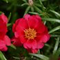 Hezhichun Red Moss-Rose Purslane Seeds | Portulaca grandiflora – Drought 1 Gram / Bag