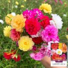 Hezhichun Mixed Double Portulaca Seeds 1 Gram / Bag
