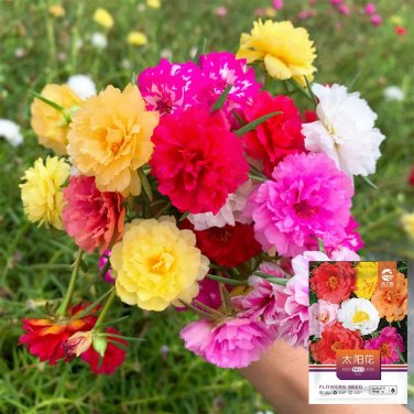 Hezhichun Mixed Double Portulaca Seeds 1 Gram / Bag