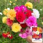 Hezhichun Mixed Double Portulaca Seeds 1 Gram / Bag