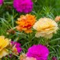 Hezhichun Mixed Double Portulaca Seeds 1 Gram / Bag