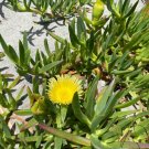 Frsh fruit Carpobrotus edulis - yellow flowers 100 seeds