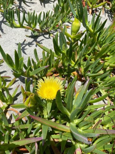 Frsh fruit Carpobrotus edulis - yellow flowers 100 seeds
