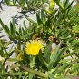 Frsh fruit Carpobrotus edulis - yellow flowers 100 seeds
