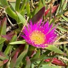 Carpobrotus chilensis - pink flowers 100 seeds