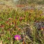 Carpobrotus chilensis - pink flowers 100 seeds