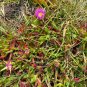 Carpobrotus chilensis - pink flowers 100 seeds