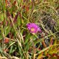 Carpobrotus chilensis - pink flowers 100 seeds