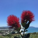 Pohutukawa - Yellow flower - 100 seeds - Metrosideros excelsa