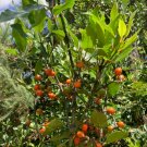 Pigeonwood Seeds - 20 seeds - Hedycarya arborea