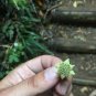 Pigeonwood Seeds - 20 seeds - Hedycarya arborea