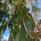 Eucalyptus pauciflora - 100 seeds - Snow Gum - germination tested