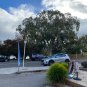 Eucalyptus pauciflora - 100 seeds - Snow Gum - germination tested